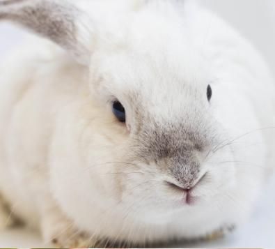 🐇 Happy Easter from The jewel Shop Team